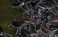 Baby Turtles Royalty Free Stock Photos Baby Turtles Royalty Free Stock Photos