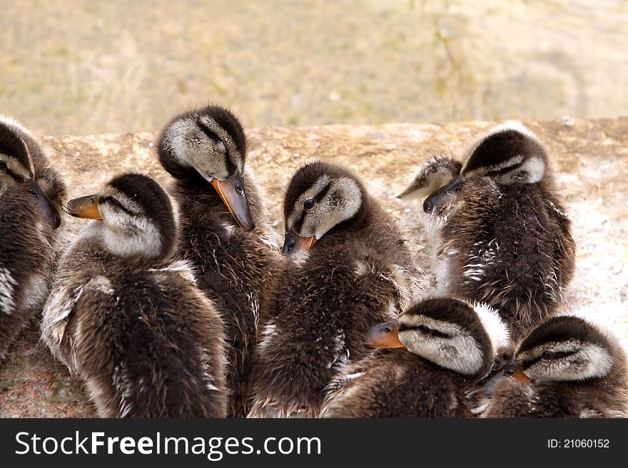 Cute Baby Ducks resting at the water. Cute Baby Ducks resting at the water