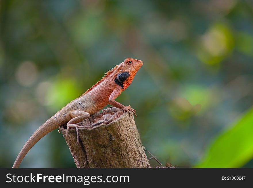 A red lizard pauses in the sunlight