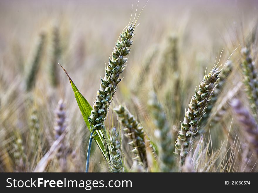 Spica of corn in the field in beautiful light