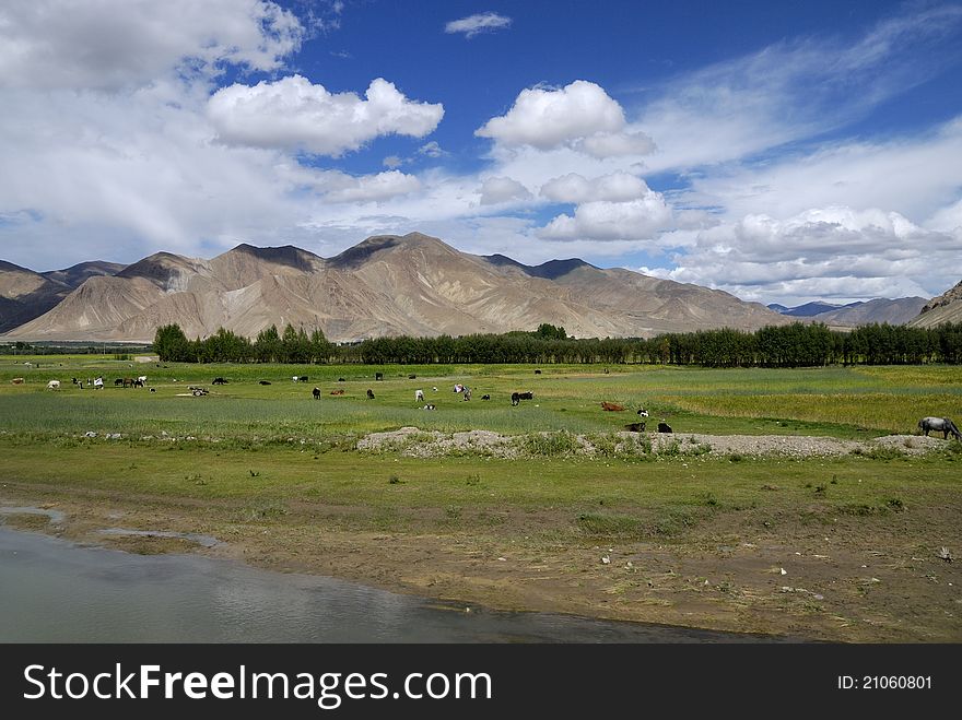 China's Tibet plateau landscape. China's Tibet plateau landscape.