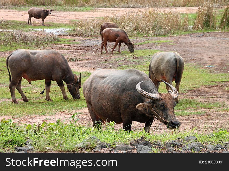 A flock of buffaloes in wide open field