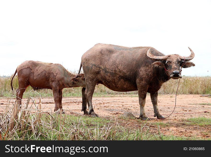 A buffalo kid is drinking milk from its mother breasts. A buffalo kid is drinking milk from its mother breasts