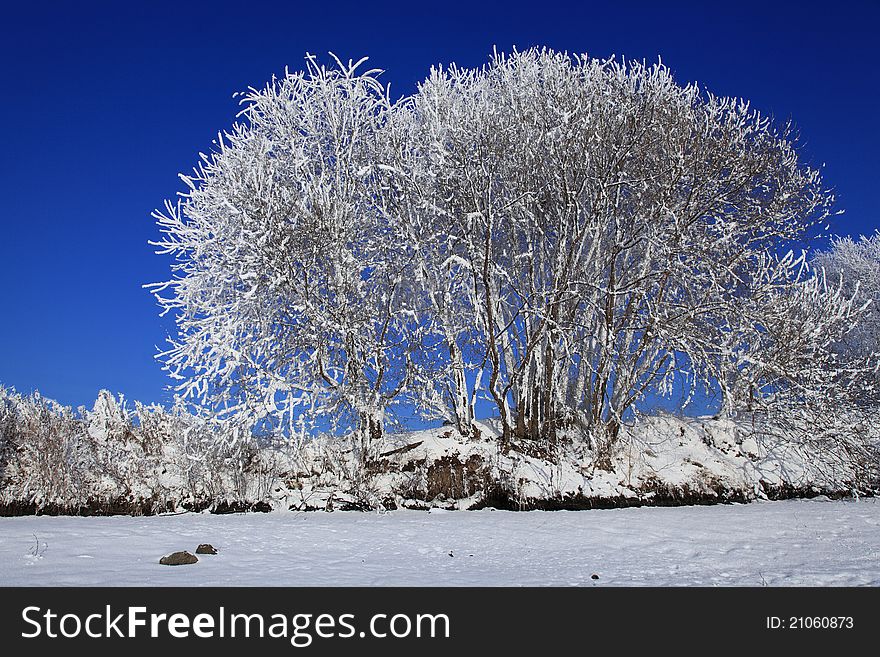 Cold winter. A tree in snow against the blue sky