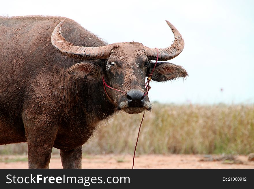 A buffalo is standing in a wide open field