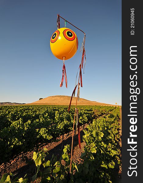 Field of wine grapes with balloon