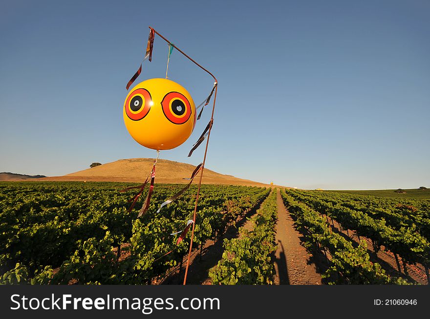 Balloon over a field of wine grapes to scare birds. Balloon over a field of wine grapes to scare birds