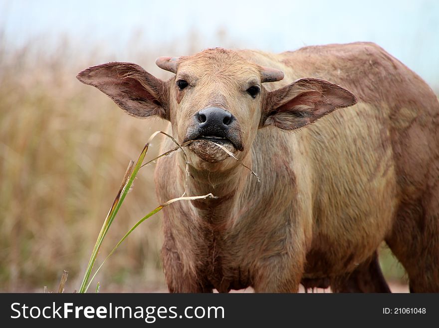 A buffalo is standing in a wide open field