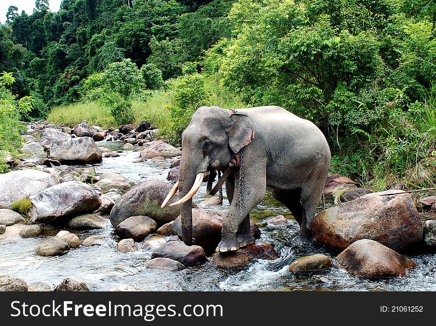 A male elephant that is walking through a gully. A male elephant that is walking through a gully