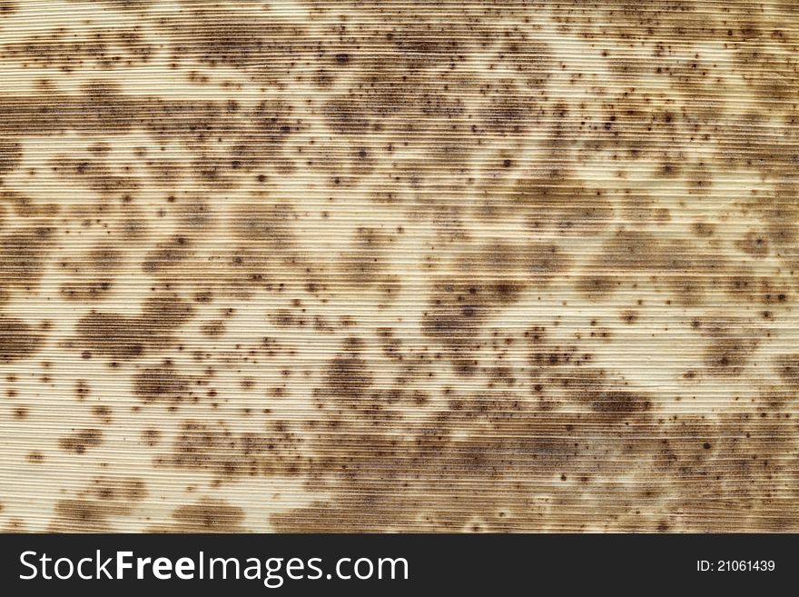 Close up of dried plant texture background. Close up of dried plant texture background