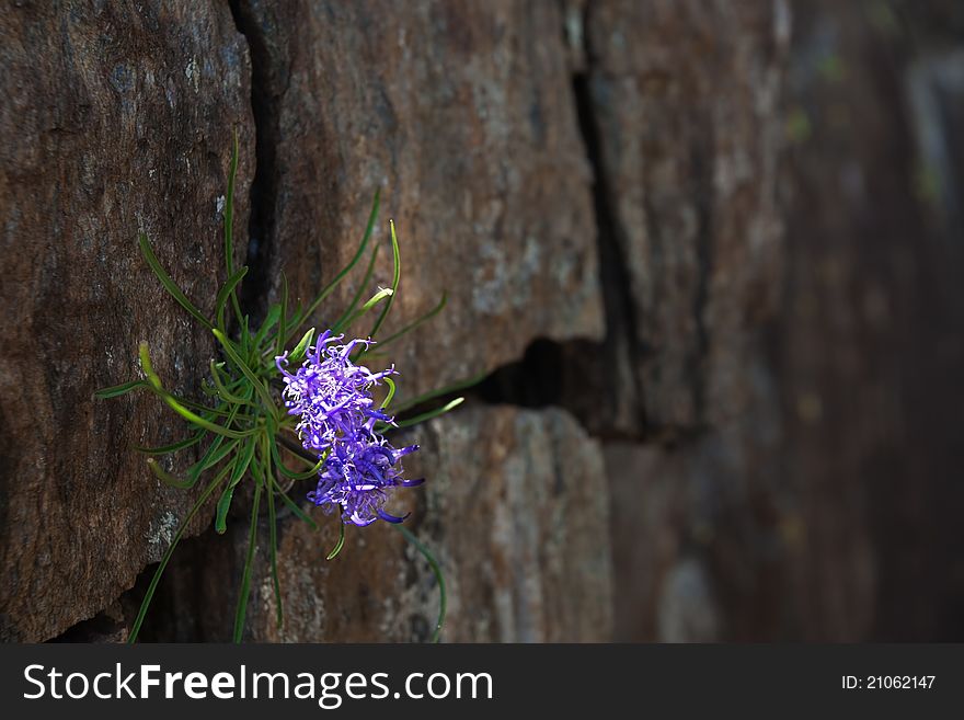 Alpin flower under a stone wall at 2300 meters on the sea-level