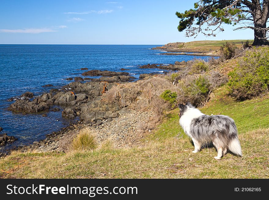 A beautiful Shetland Sheepdog looks out to sea. A beautiful Shetland Sheepdog looks out to sea.