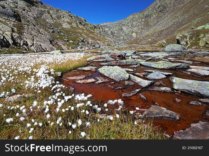 Small lake in high mountain during summer with cotton flowers along the shores