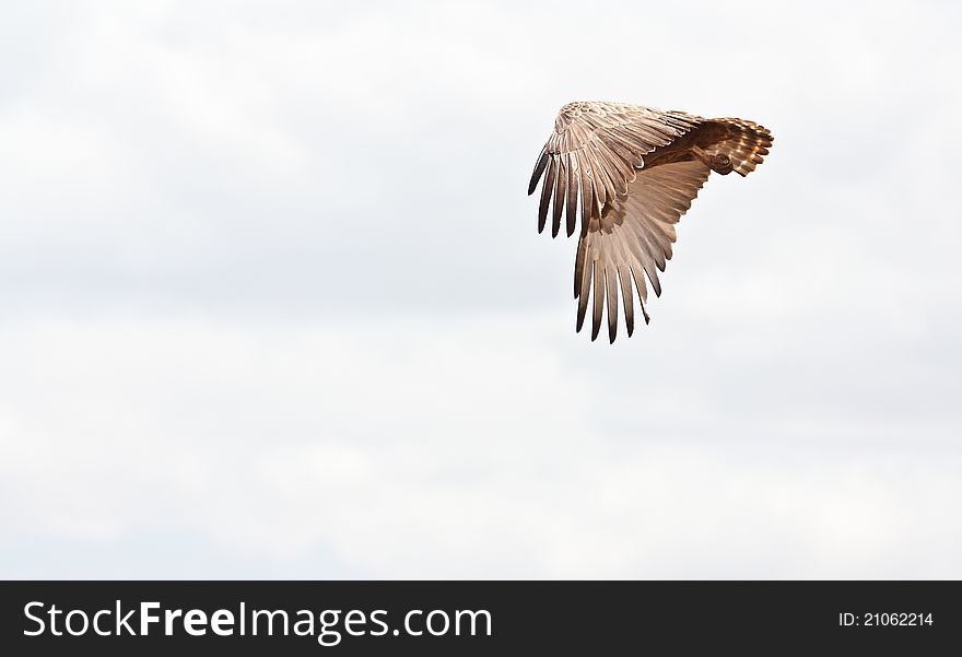 Eagle flies free in the african sky