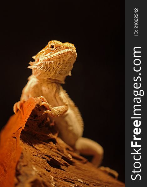 Bearded dragon