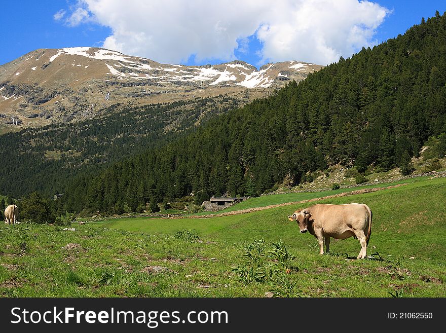 Cow in a field, in the pyrenean mountains in Andorra. Cow in a field, in the pyrenean mountains in Andorra