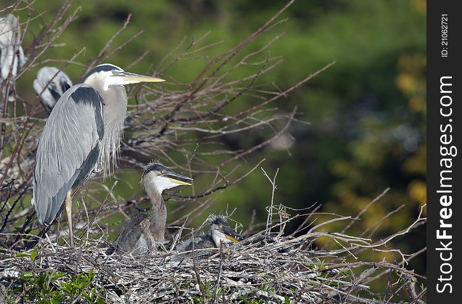 Great blue heron (Ardea herodias)