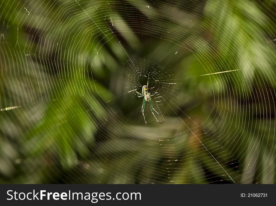 Venusta Orchard spider in web in Central Park , New York City in August