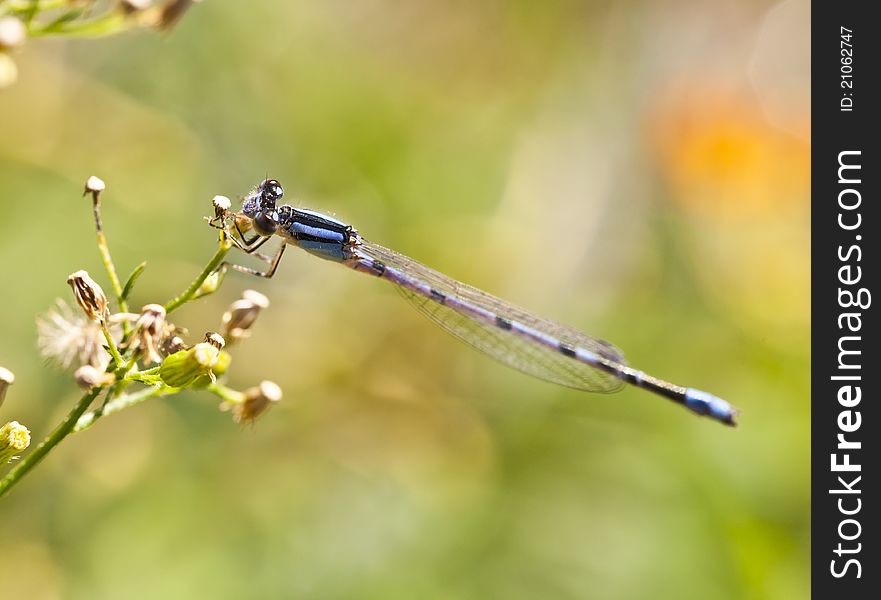 Northern Bluet (Enallagma cyathigerum) or Common Blue Damselfly in Central Park, New York City