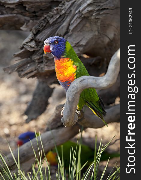 Parrot Rainbow Lorikeet, Trichoglossus haematodus