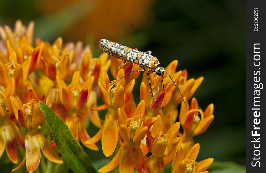 Ailanthus webworm, Atteva aurea feeding on tropical mikweed in Central Park, New York City