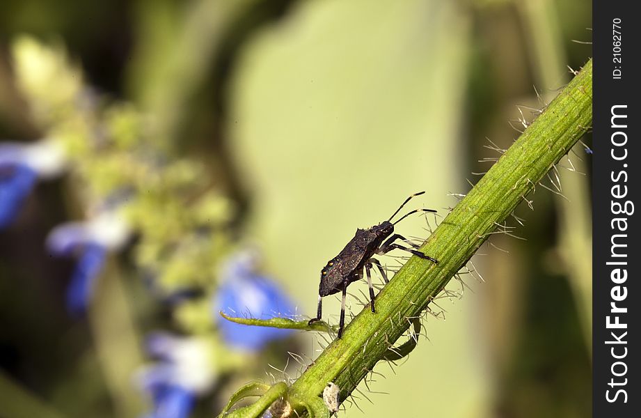 Stink bug on atalk in Central Park, New York City