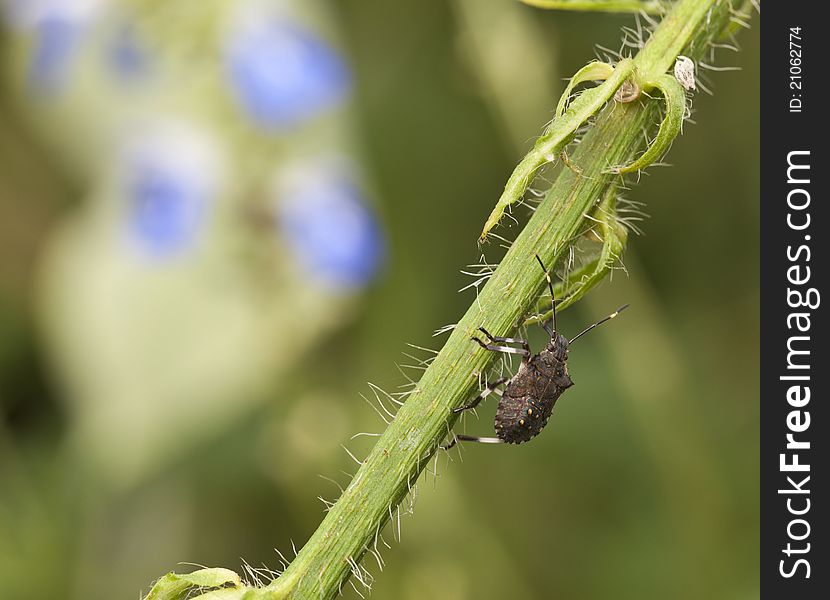 Stink bug on atalk in Central Park, New York City