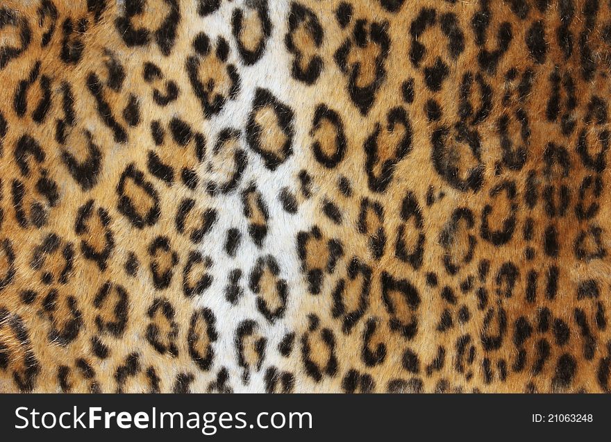 Leopard Fur Background