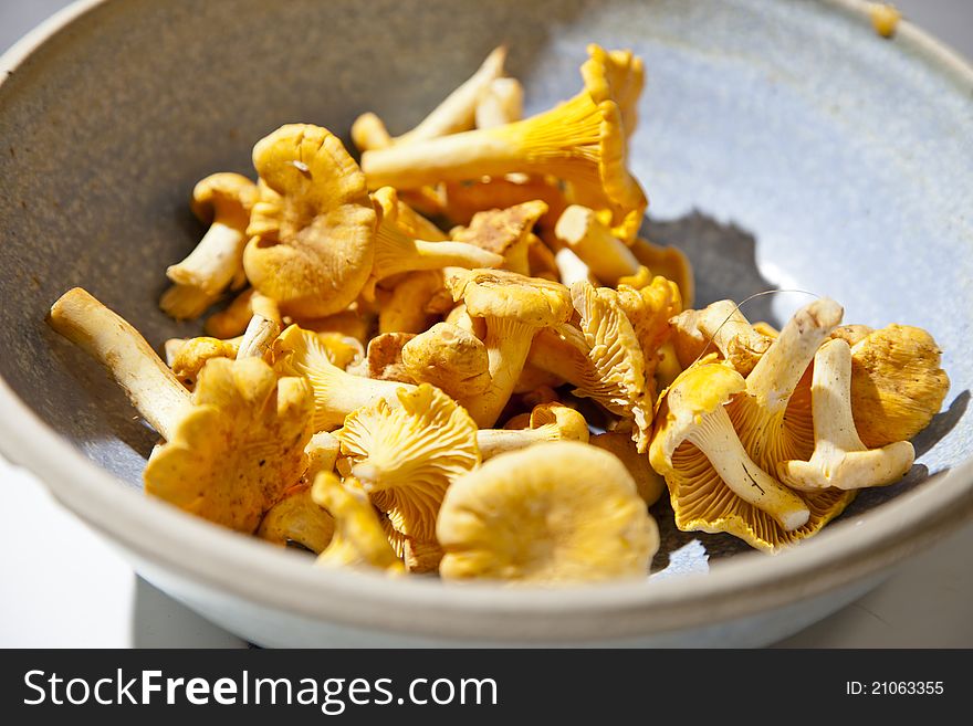 Blue bowl with fresh, picked chanterelles