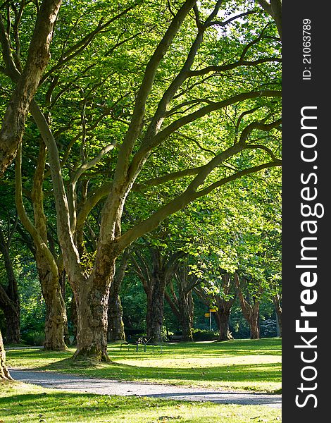 Tress on a trail in a grassy park. Tress on a trail in a grassy park.