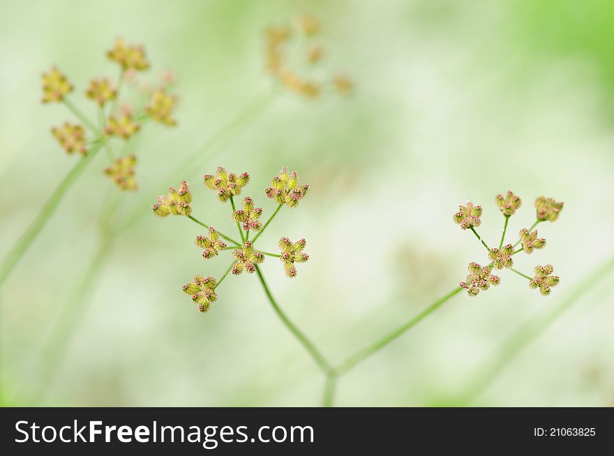 Closeup image of weed flowers
