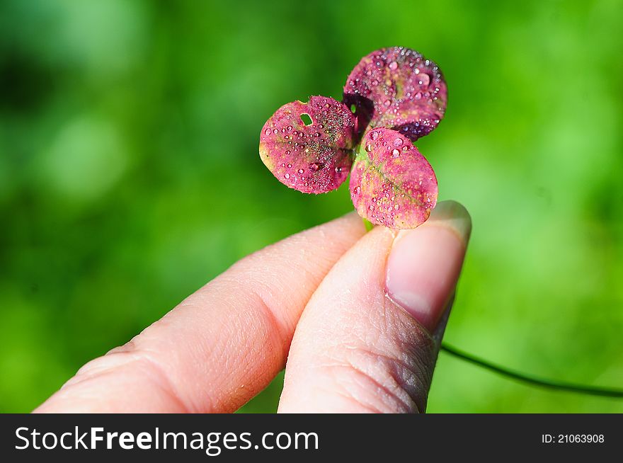 Closeup Picture of fingers holdinf a trefoil . Closeup Picture of fingers holdinf a trefoil .