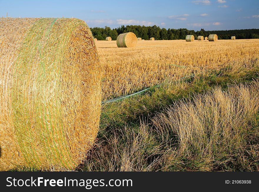 Picture of a meadow with hay. Picture of a meadow with hay.