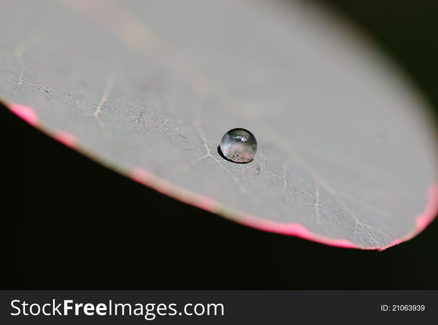 Water Drop On A Leaf