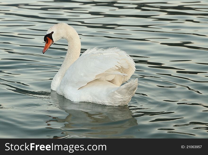 Beautiful proud white swan looking at us. Beautiful proud white swan looking at us