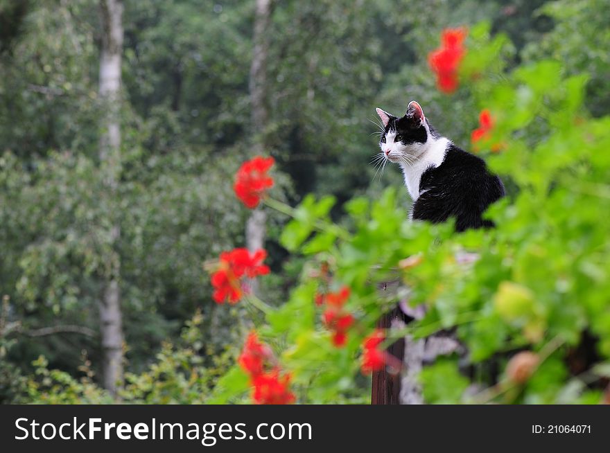 Picture of a cat sitting in a garden. Picture of a cat sitting in a garden