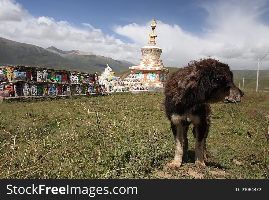 A dog and prayer tower in Tibetan area