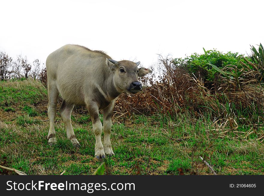 There is one yellow water buffalo in this picture