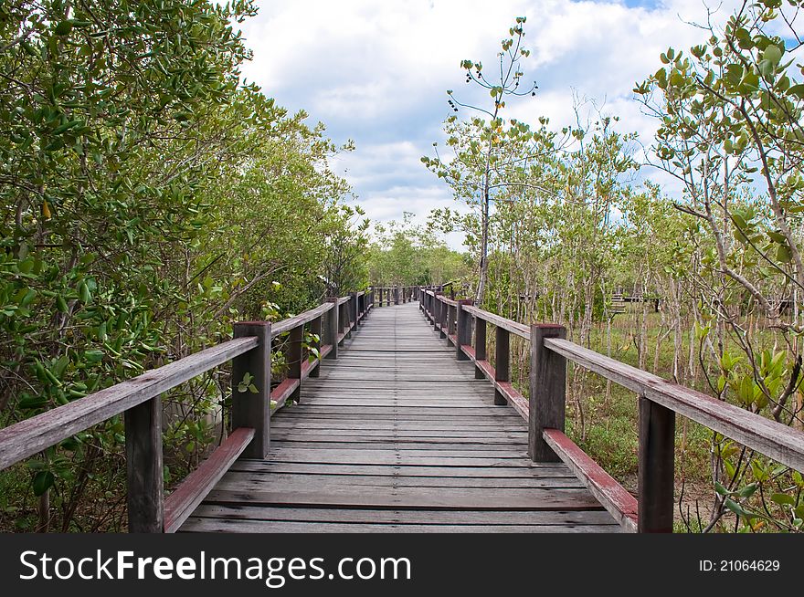 Wood bridge in mangrove forest