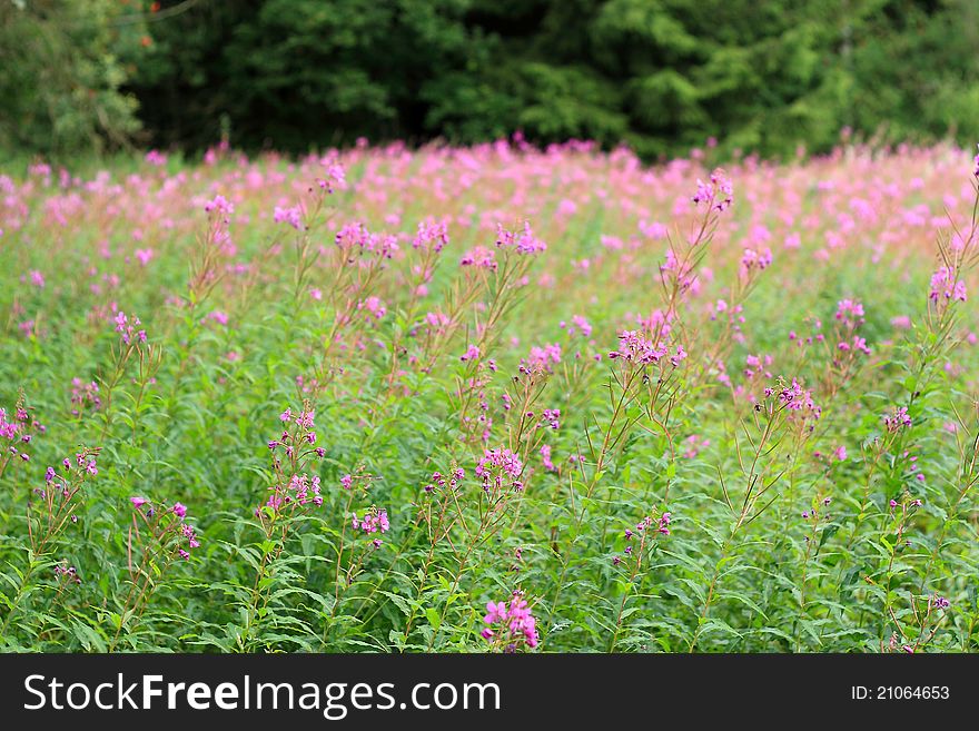 Meadow Flowers