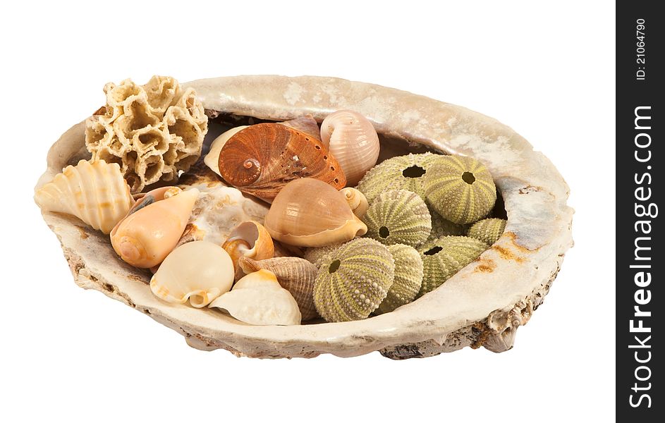 An assorted collection of sea shells arranged inside a larger shell, shot with a uniform deep depth of field, isolated on a white background.