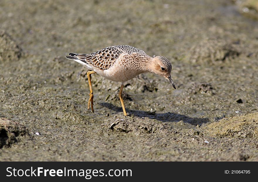 Buff-breasted Sandpiper (Tryngites Subrufieollis)