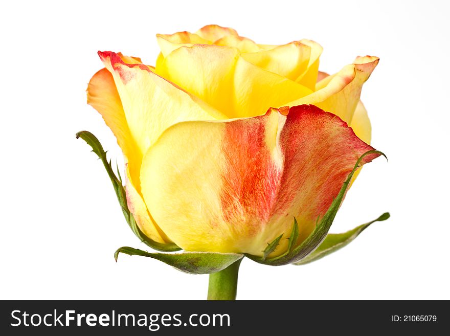 Yellow rose close up on white background. Yellow rose close up on white background