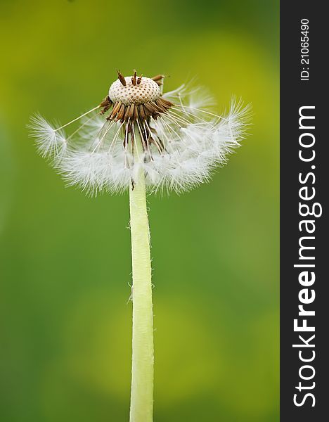 Closeup Of Dandelion Flower On Green Background