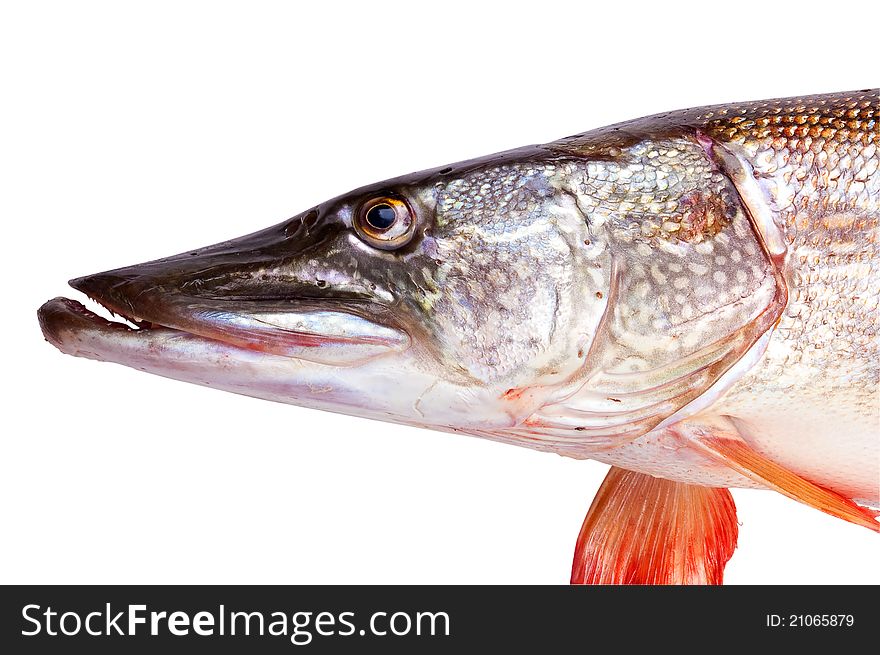 Crude, fresh fish (pike), close up on a white background. Crude, fresh fish (pike), close up on a white background