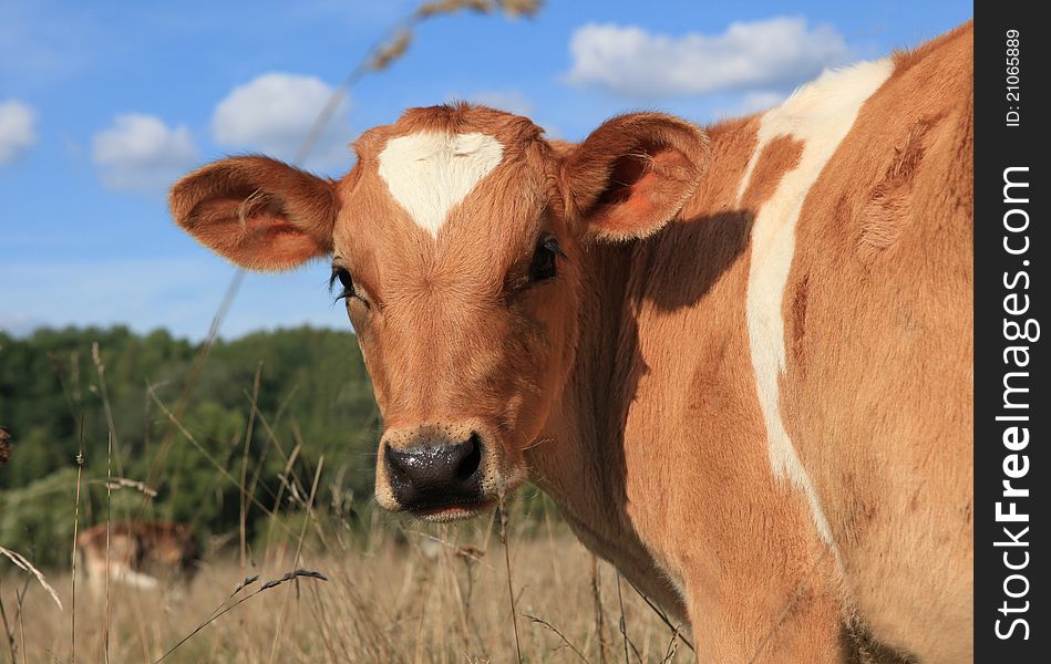 The young calf is grazed on a meadow in the summer. The young calf is grazed on a meadow in the summer