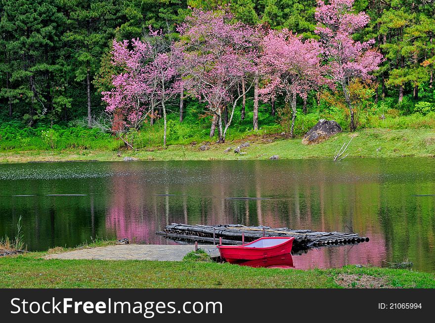 Sakura View And Boad