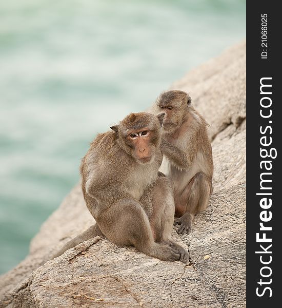 Family monkey in beach thailand.