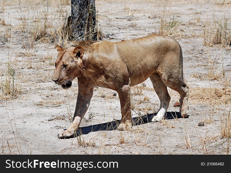 Lioness Walking In Dry Savanna, Tanzania