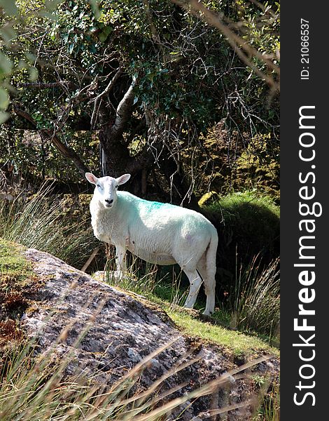 Sheep Among Trees On Rocky Hill